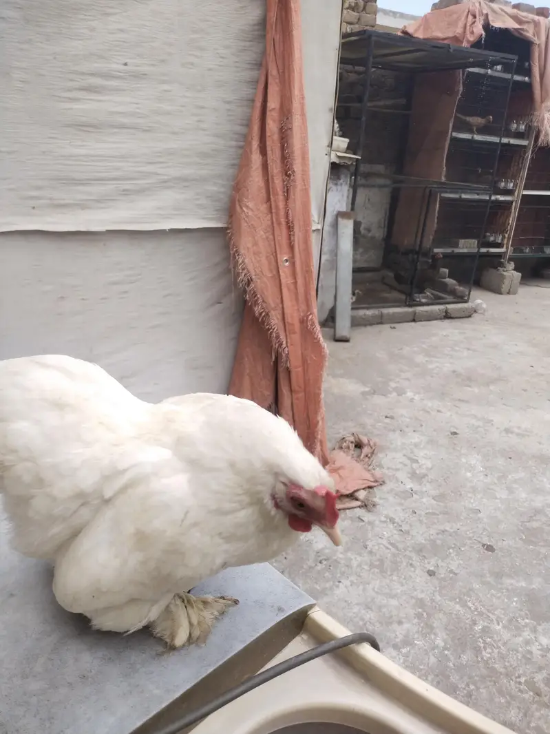 bantam — photo 5