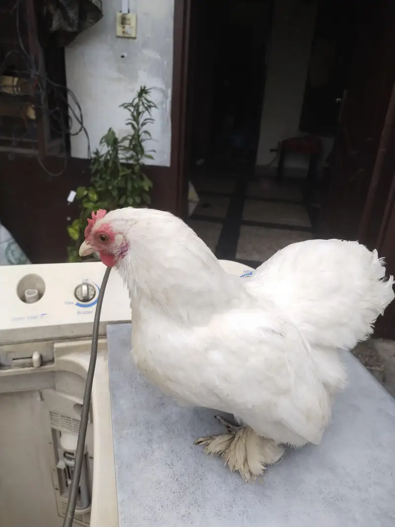 bantam — photo 6