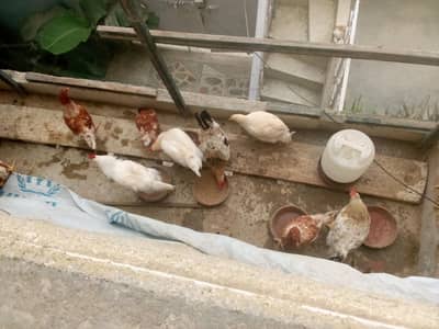 misri murg for sale