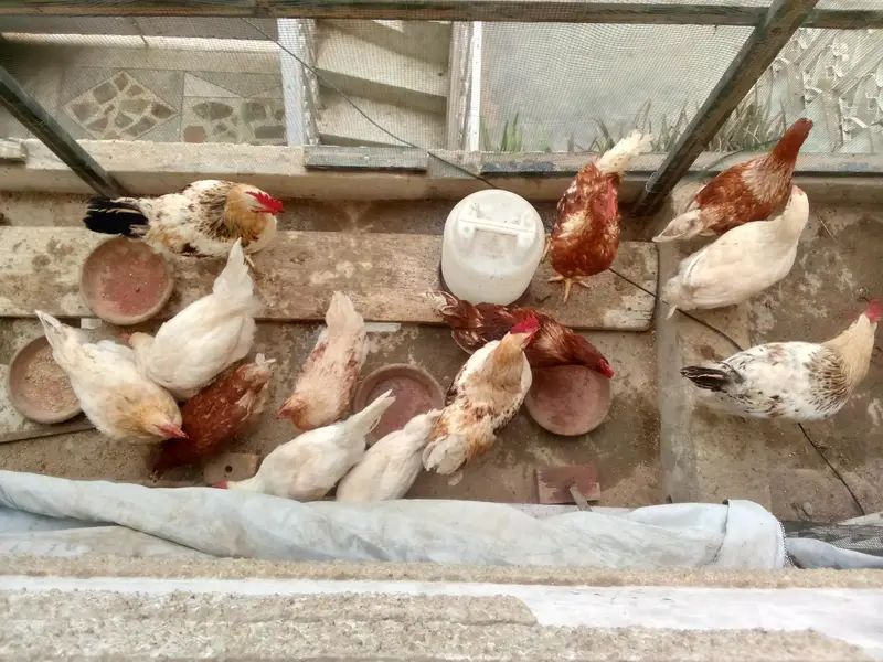 misri murg for sale — photo 2