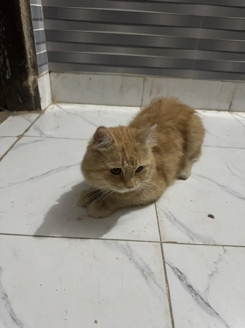 Persian male cat orange colour — photo 2