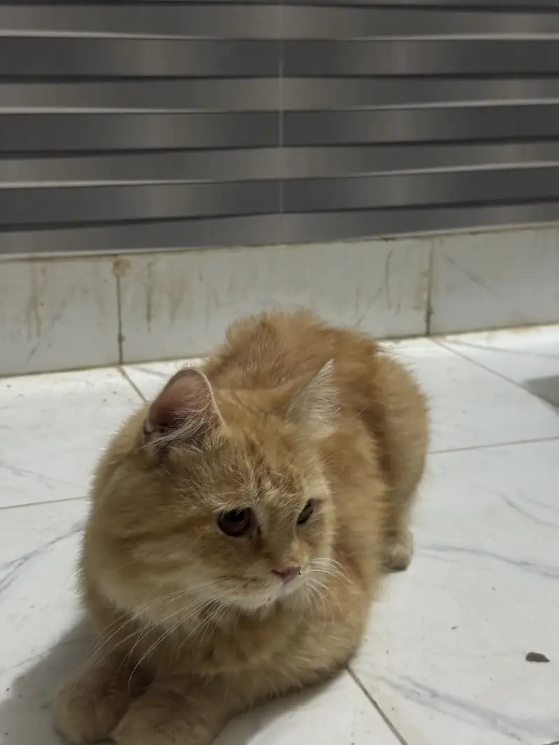 Persian male cat orange colour — photo 3