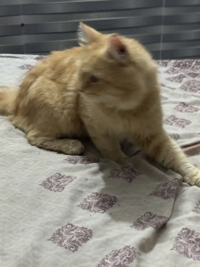 Persian male cat orange colour — photo 4