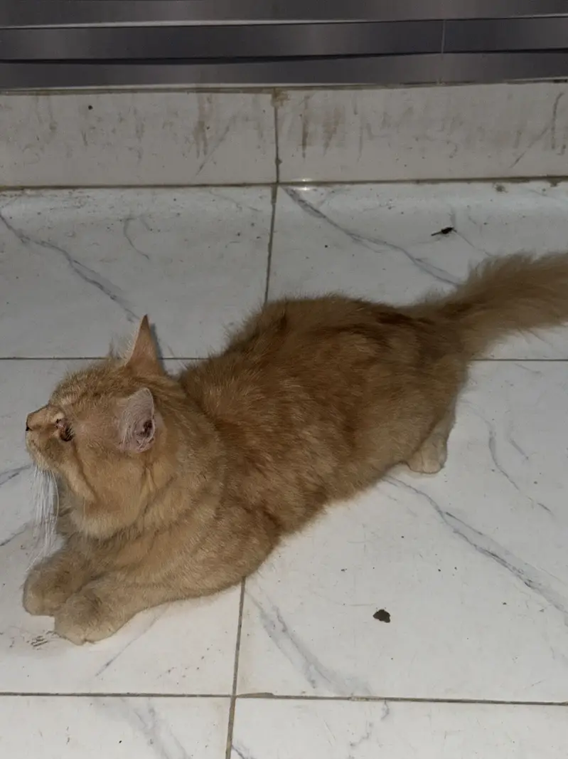 Persian male cat orange colour — photo 5