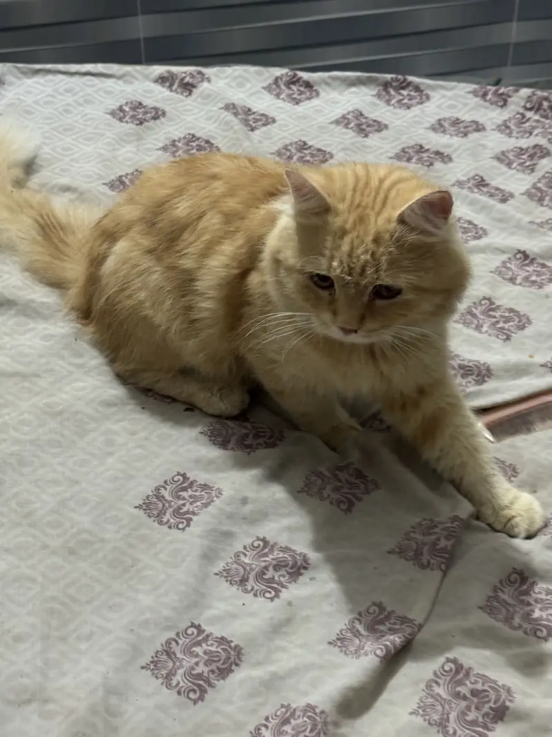 Persian male cat orange colour — photo 6