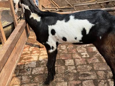 bakr+bakri