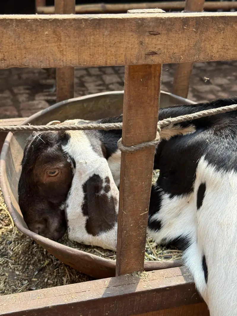 bakr+bakri — photo 2