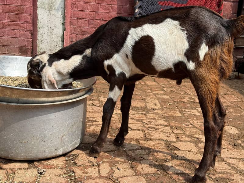 bakr+bakri 2