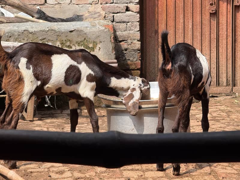 bakr+bakri 3