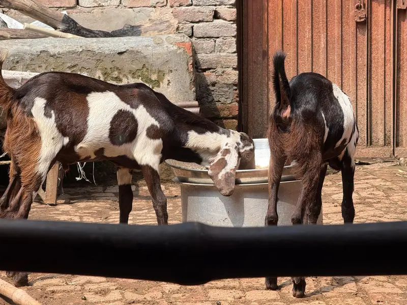 bakr+bakri — photo 4