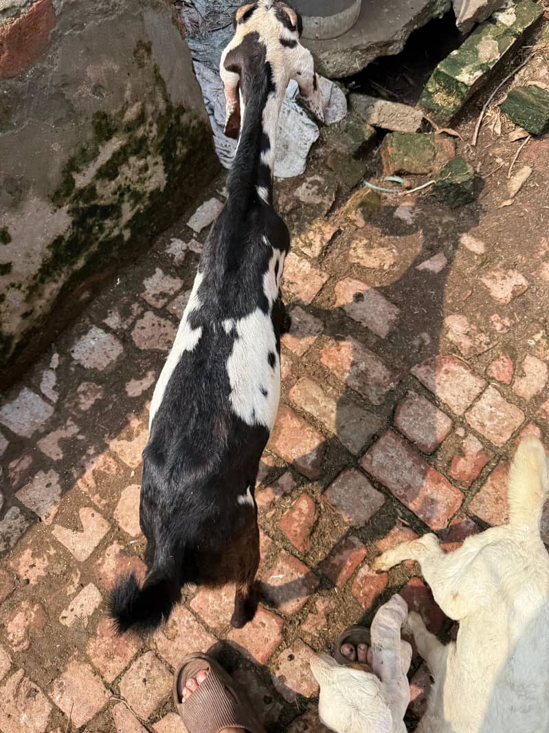 bakr+bakri 5