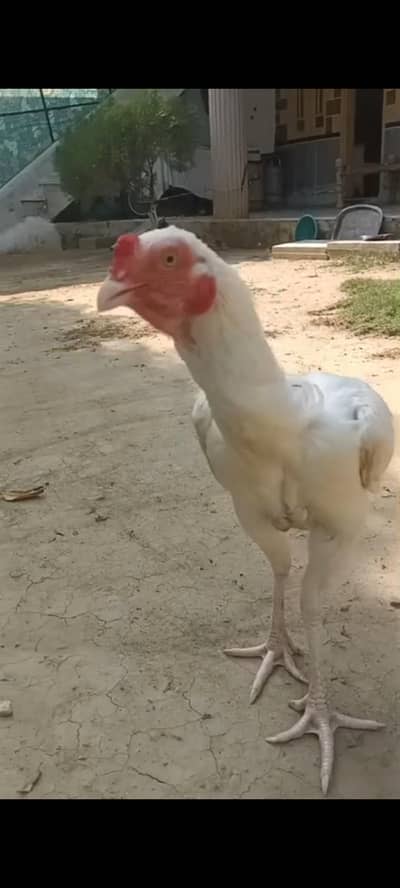 aseel hera for sale