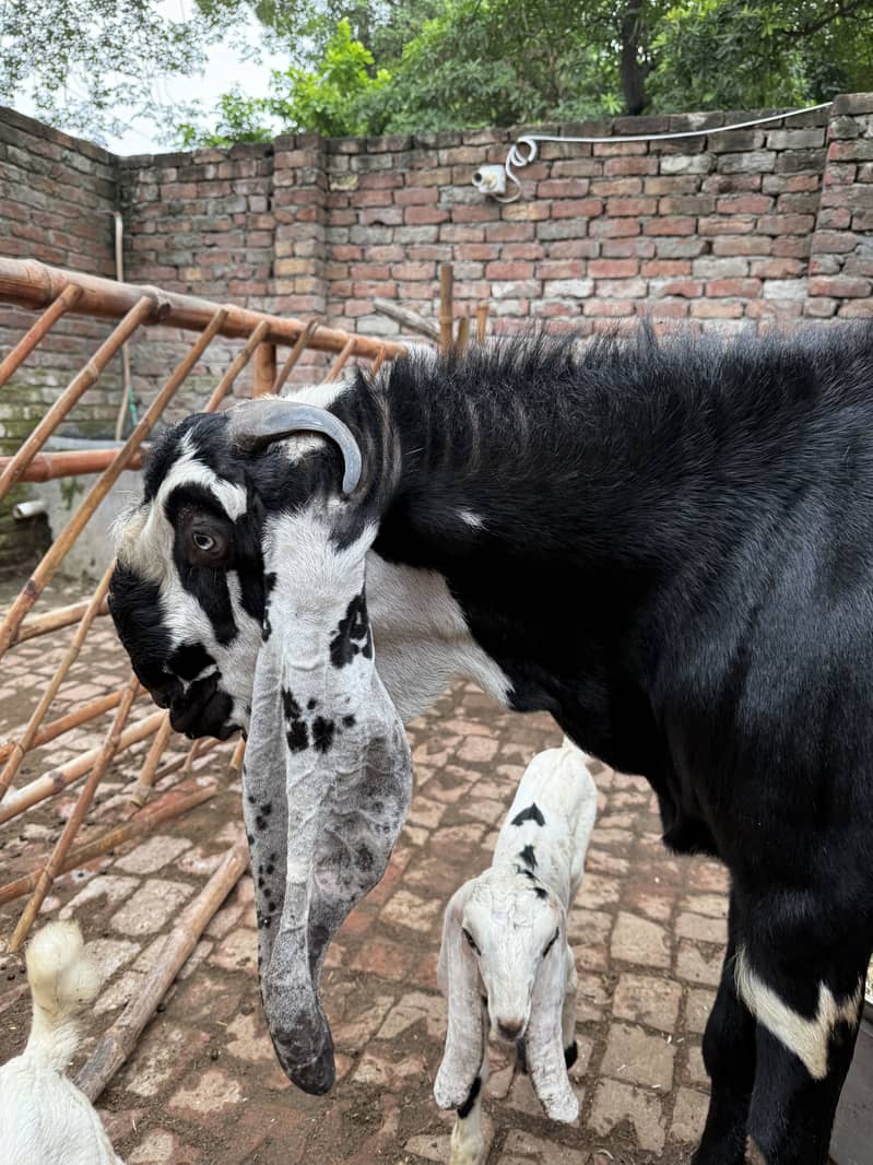 Breeder Bakra 0