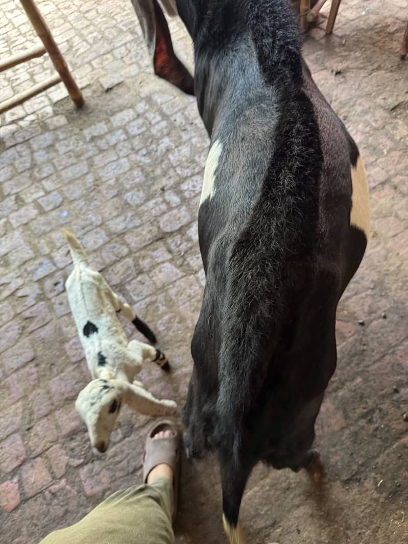 Breeder Bakra 1