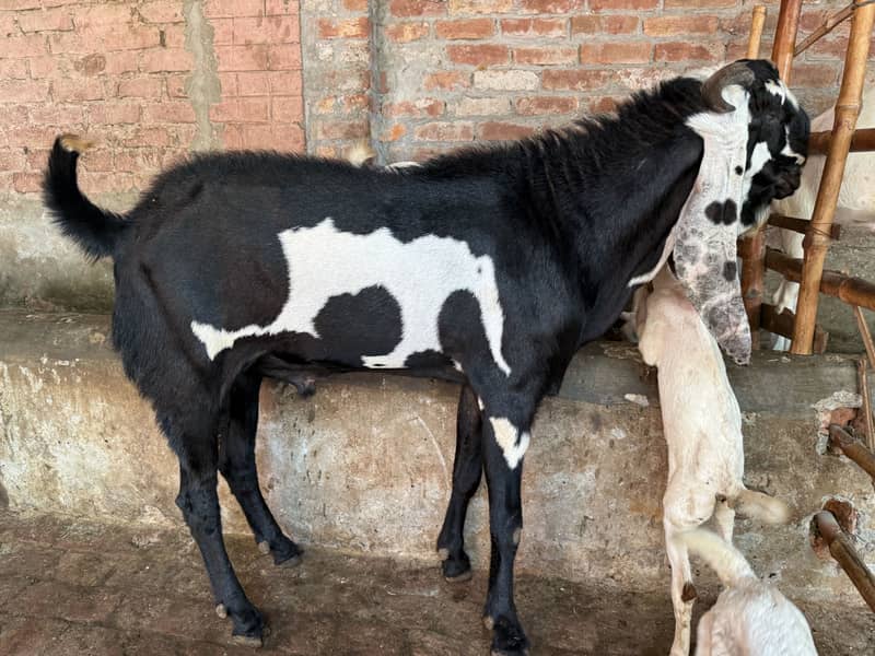 Breeder Bakra 2