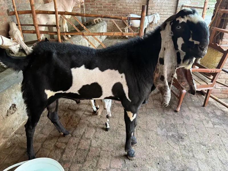 Breeder Bakra — photo 4