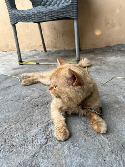 Persian Ginger Male Cat for Sale Friendly Cat