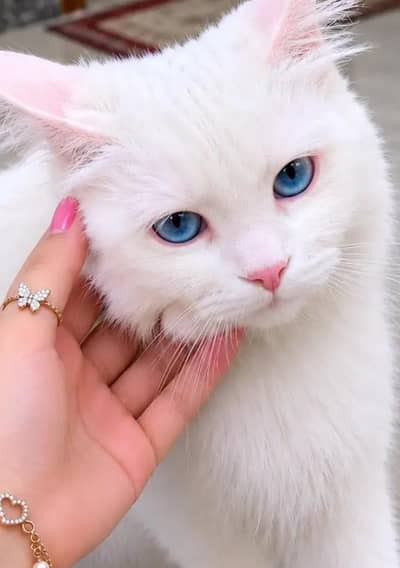 cats pair