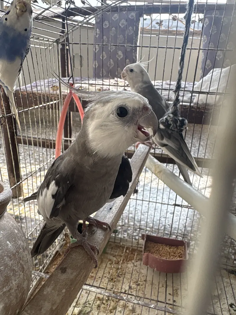 White-Faced Pied Cockatiel Pair — photo 2