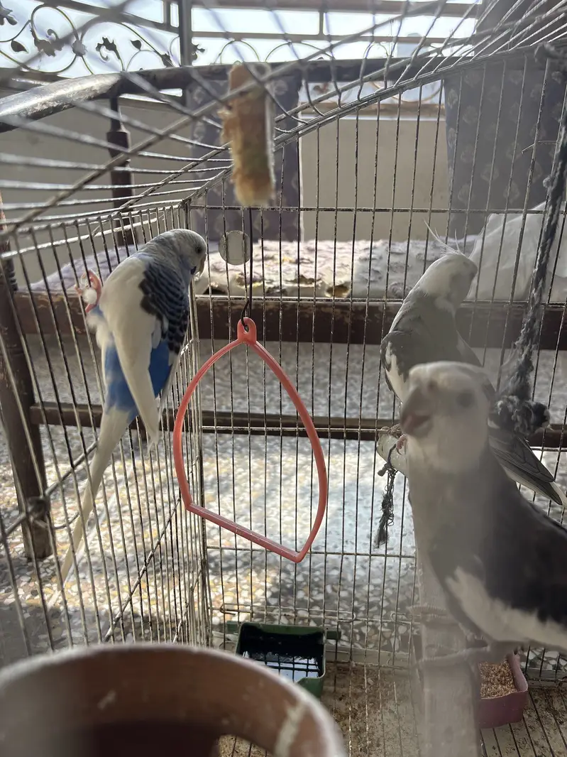 White-Faced Pied Cockatiel Pair — photo 3