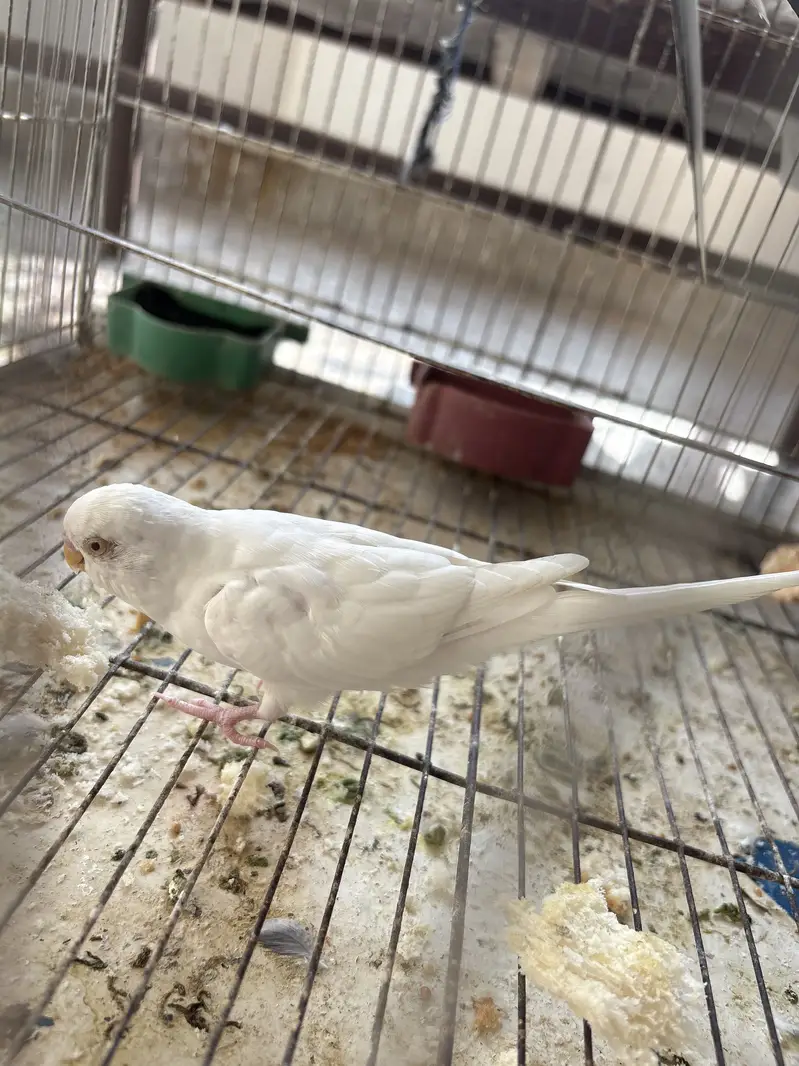 White-Faced Pied Cockatiel Pair — photo 4