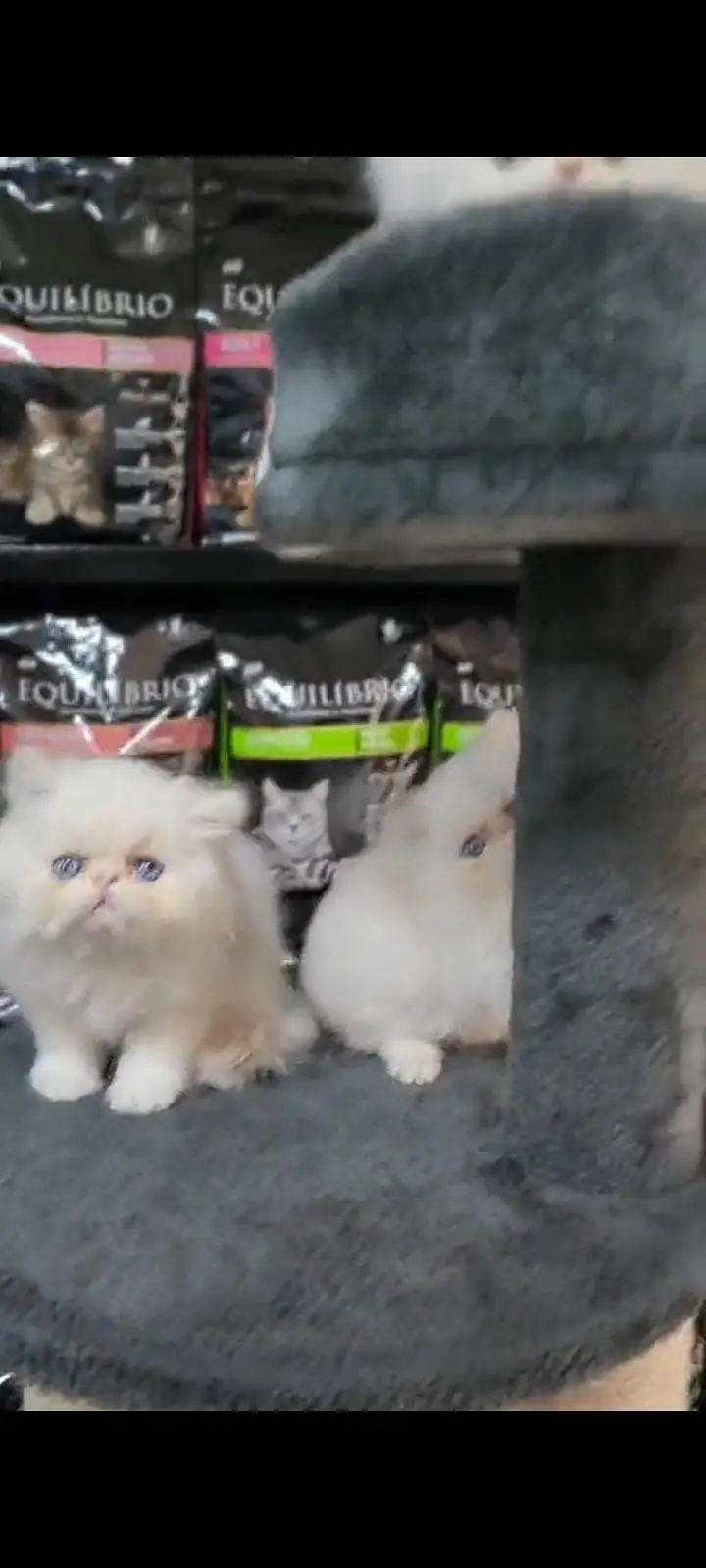Quality Persian Punch Face cat &kittens 03476305771 WhatsApp — photo 3
