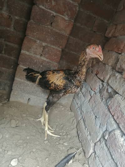 6 Months old | Trio For Sale