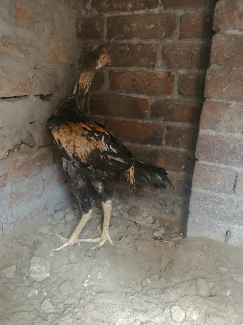 6 Months old | Trio For Sale — photo 2