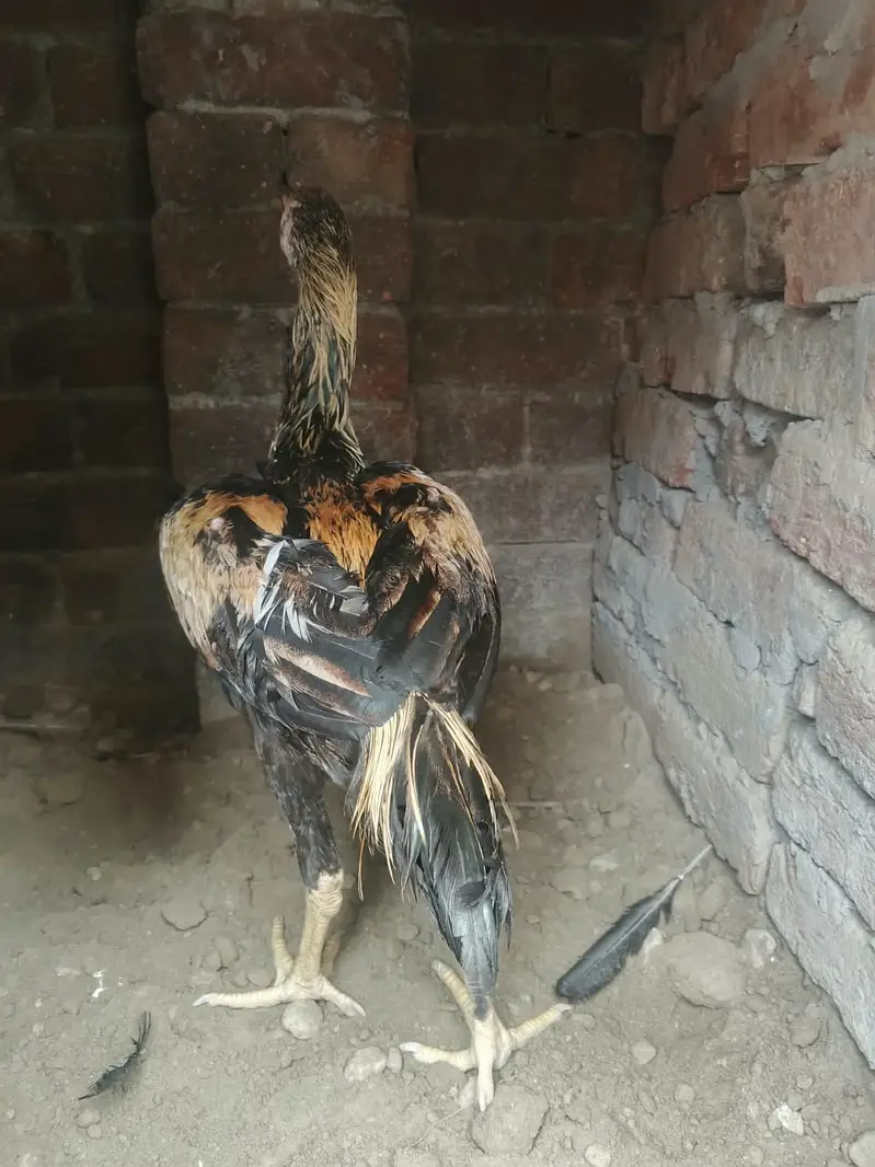 6 Months old | Trio For Sale — photo 3