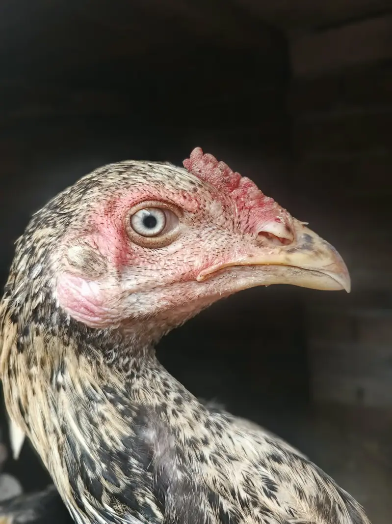 6 Months old | Trio For Sale — photo 4