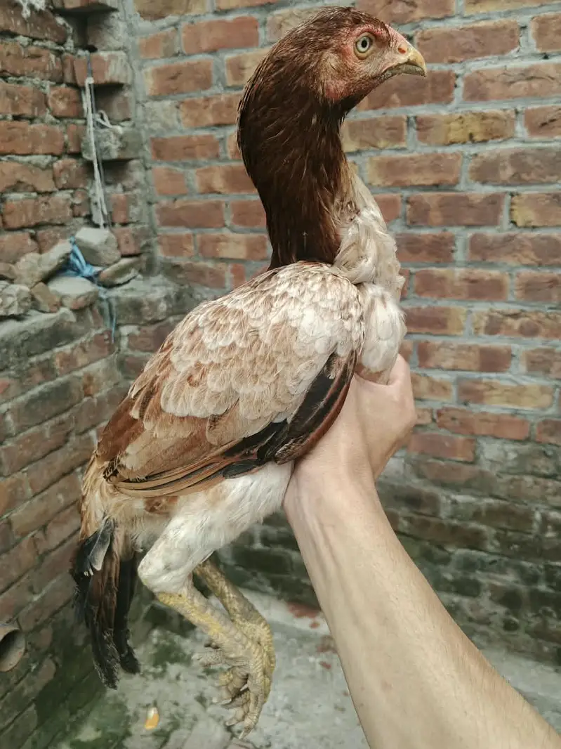 6 Months old | Trio For Sale — photo 5