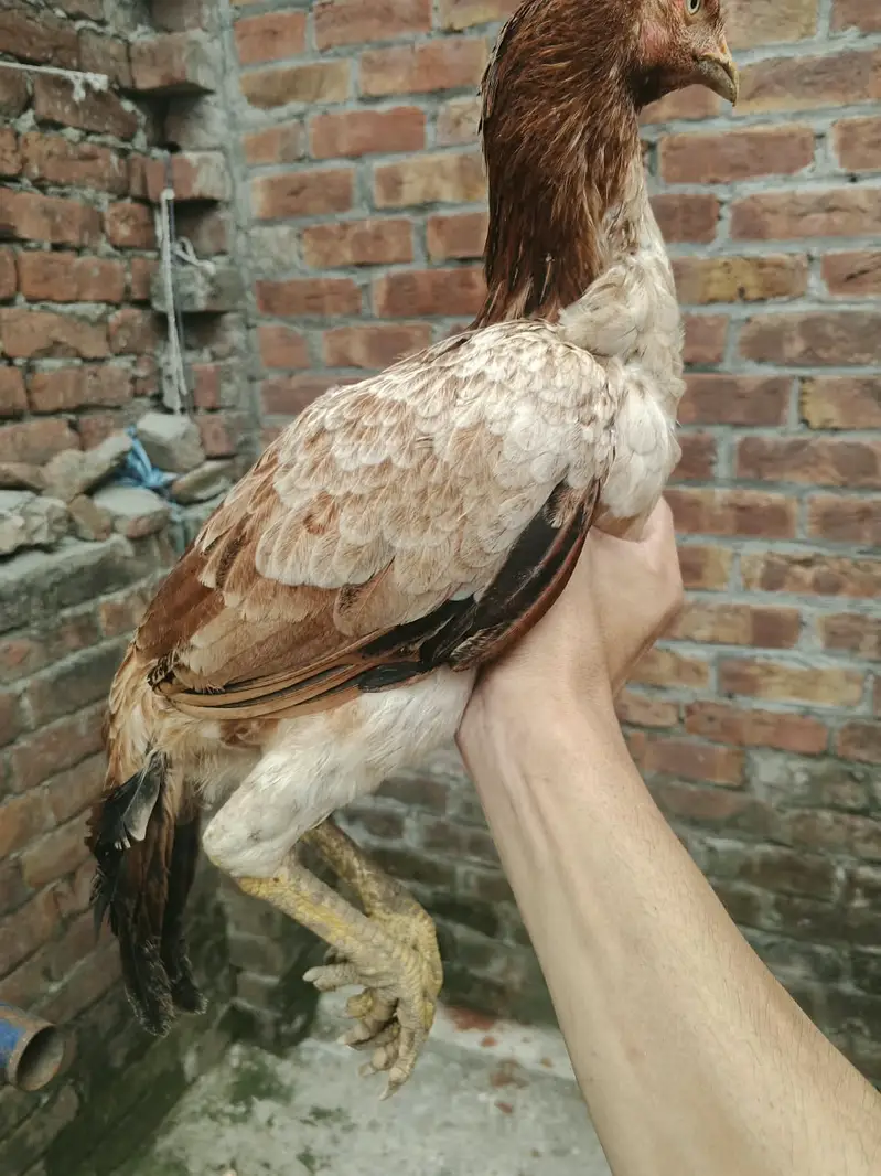 6 Months old | Trio For Sale — photo 6