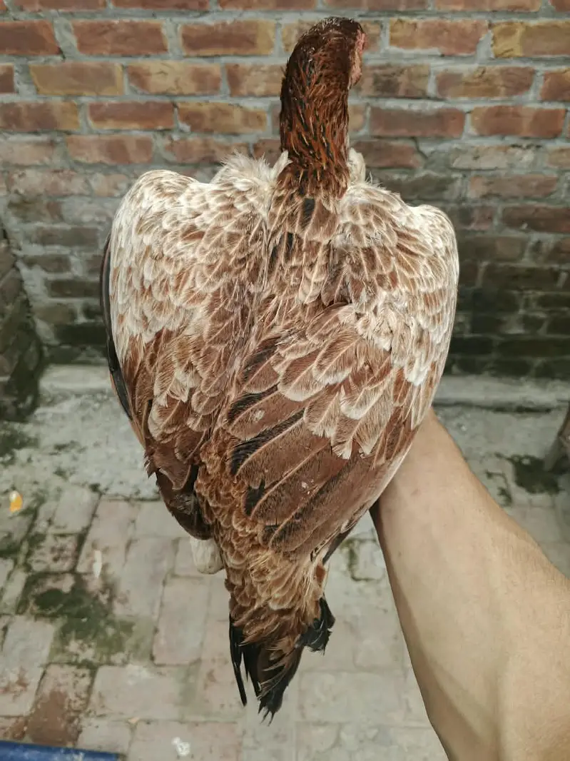 6 Months old | Trio For Sale — photo 7