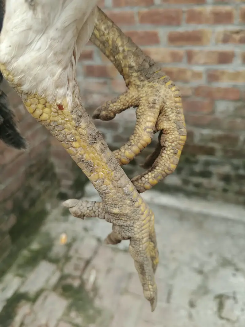 6 Months old | Trio For Sale — photo 8