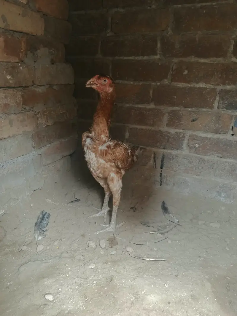 6 Months old | Trio For Sale — photo 10