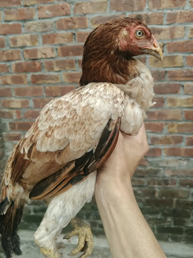 6 Months old | Trio For Sale — photo 11