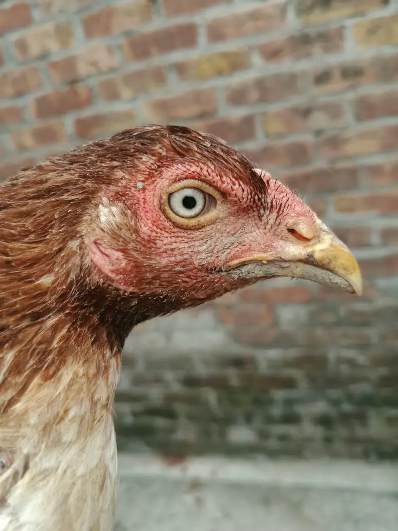 6 Months old | Trio For Sale — photo 12
