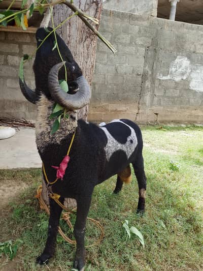 sheep for sale