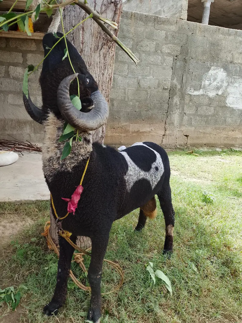 sheep for sale