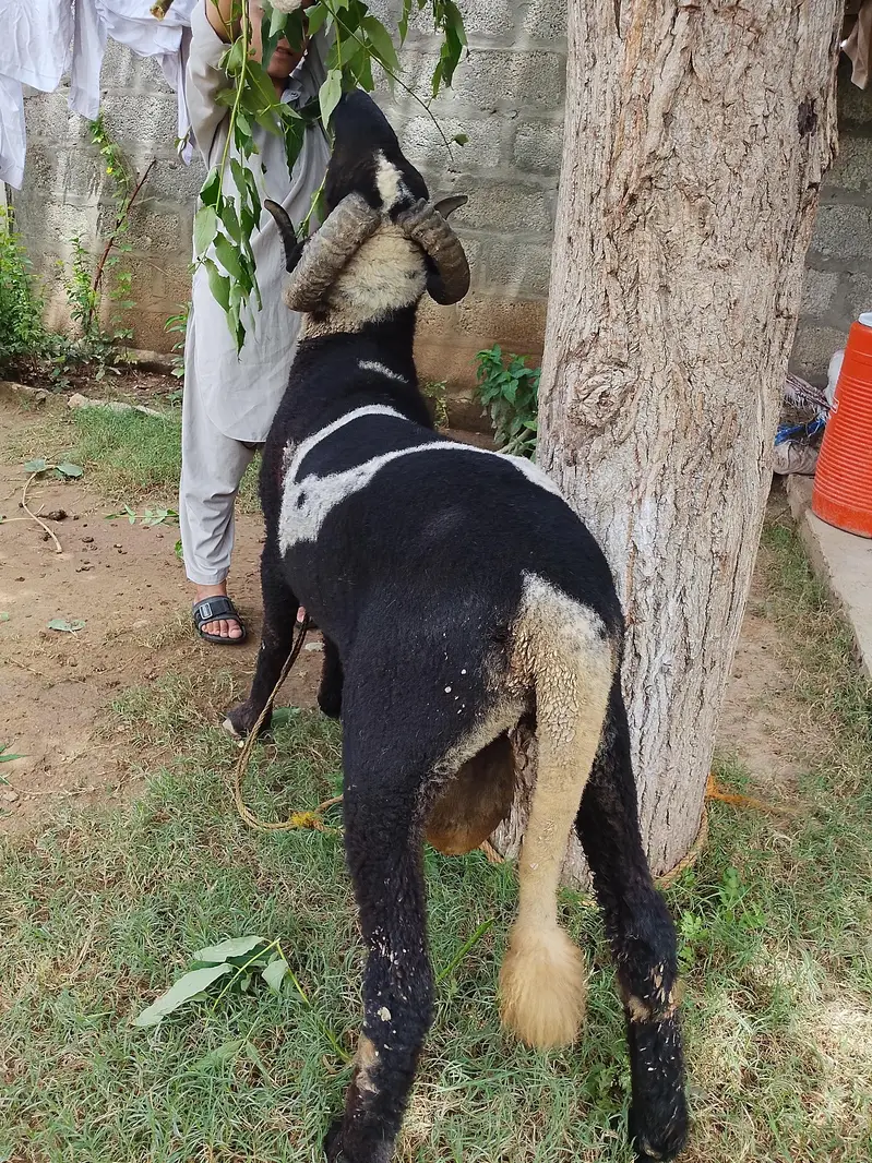 sheep for sale — photo 2