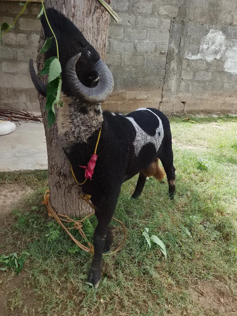 sheep for sale — photo 3