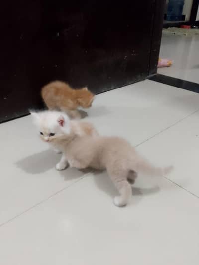 Persian kittens