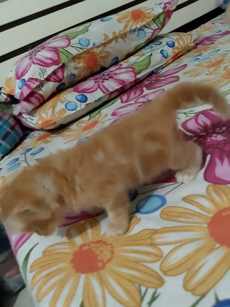 Persian kittens — photo 2