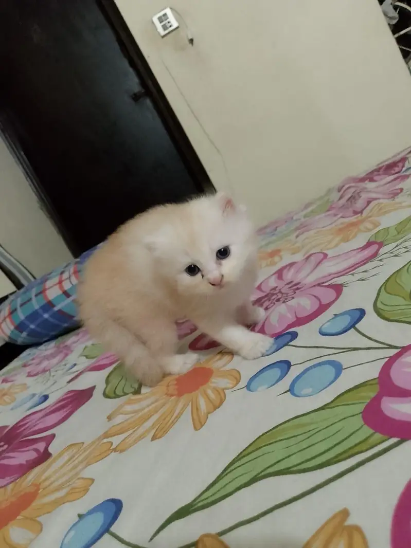 Persian kittens — photo 3