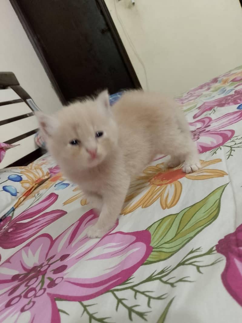 Persian kittens 3