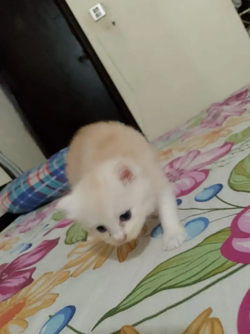 Persian kittens — photo 5