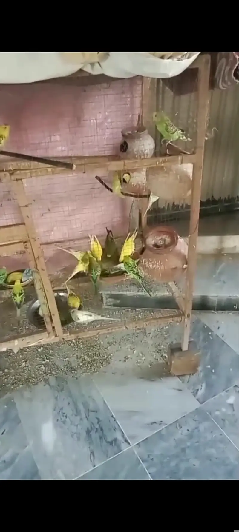 Australian parrot for sale — photo 4
