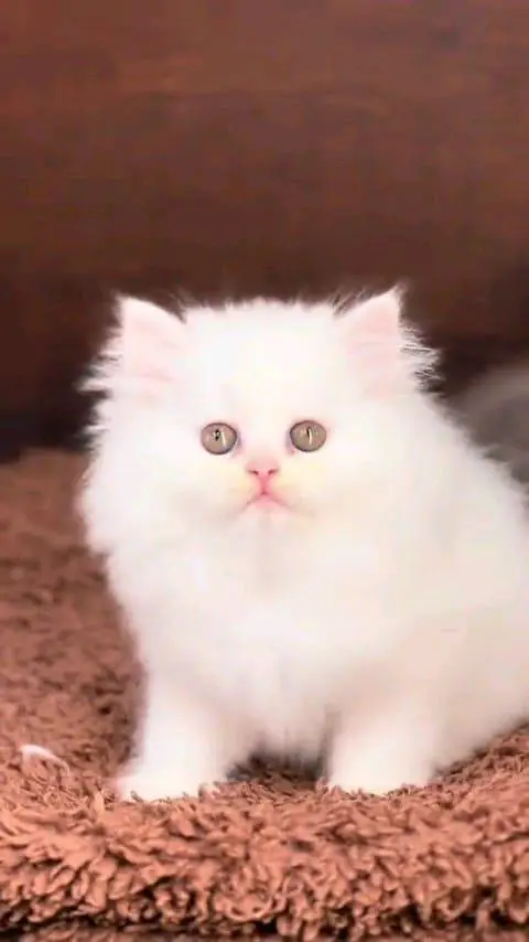 ¹ Persian cat for sale male or female my WhatsApp number — photo 2