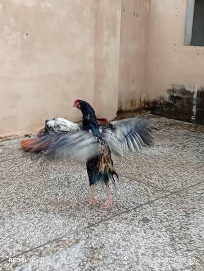 Aseel murgy and cage 03137733646
