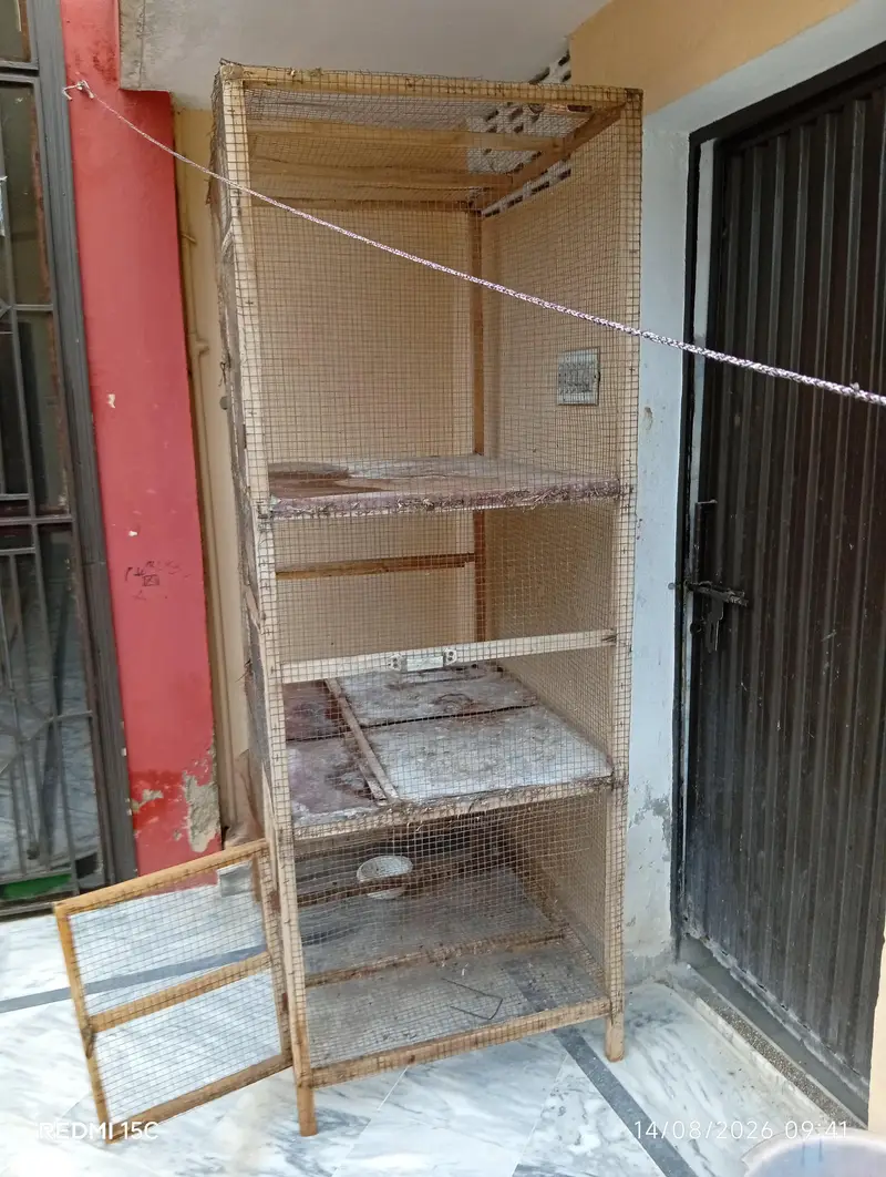 Aseel murgy and cage 03137733646 — photo 5